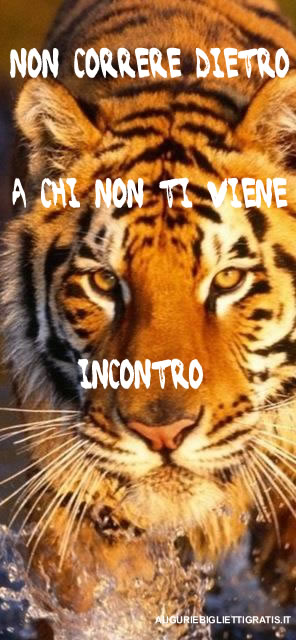 tigre