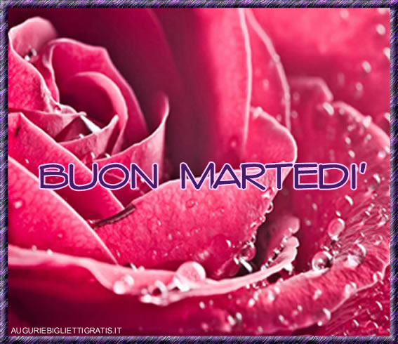 auguri di buon martedi con una rosa rosa