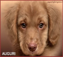 biglietti di auguri di compleanno con cane marrone