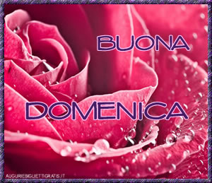 biglietto di buona domenica con rosa