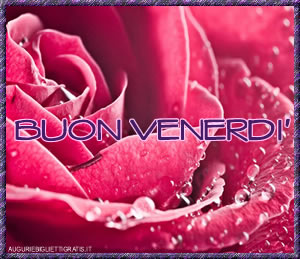 buon venerdi con una rosa